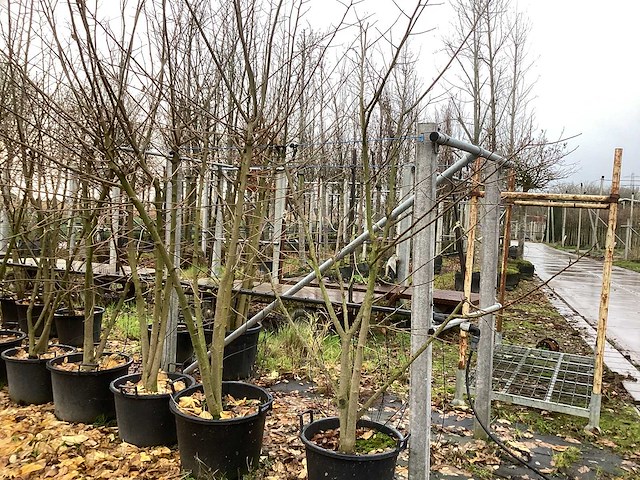 Witte moerbei - sierboom - afbeelding 1 van  3