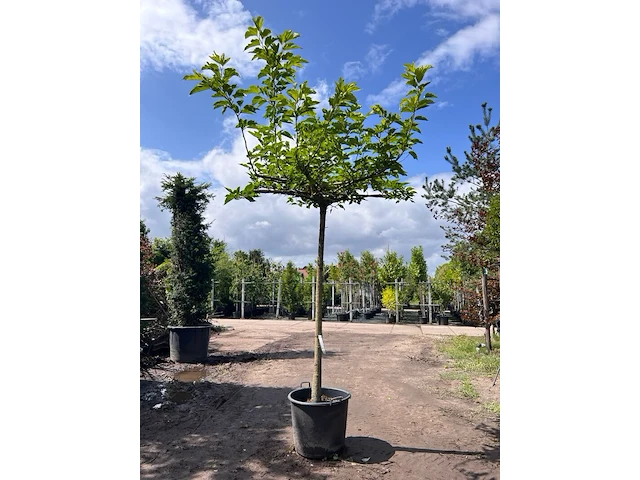 Witte moerbei, morus 'fruitless', dakboom, ca. 200 cm stamhoogte - afbeelding 1 van  1