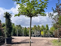 Witte moerbei, morus 'fruitless', dakboom, ca. 200 cm stamhoogte