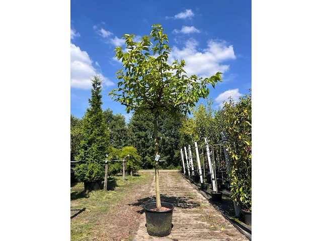 Witte moerbei, morus 'fruitless', dakboom, ca. 220 cm stamhoogte - afbeelding 1 van  1