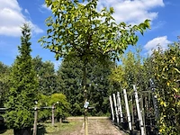 Witte moerbei, morus 'fruitless', dakboom, ca. 220 cm stamhoogte