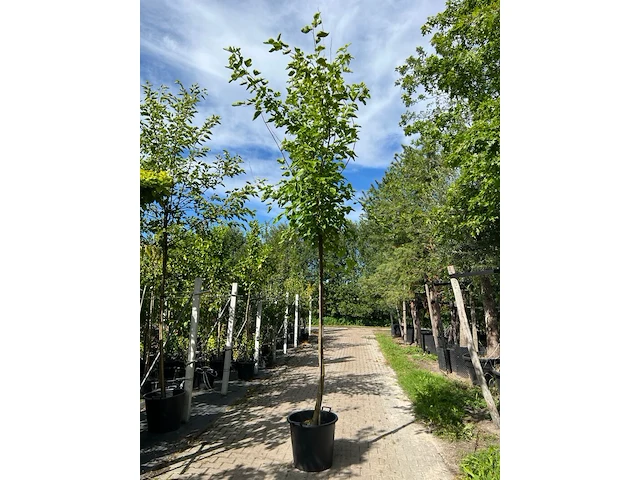 Witte moerbei, morus 'fruitless', hoogstam, ca. 3-3.5 m hoog - afbeelding 1 van  1