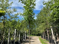 Witte moerbei, morus 'fruitless', hoogstam, ca. 3-3.5 m hoog