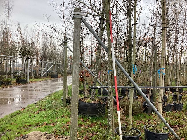 Witte paardenkastanje - vrucht- / fruitboom (2x) - afbeelding 1 van  3