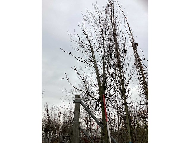 Witte paardenkastanje - vruchten/fruitbomen (3x) - afbeelding 2 van  3