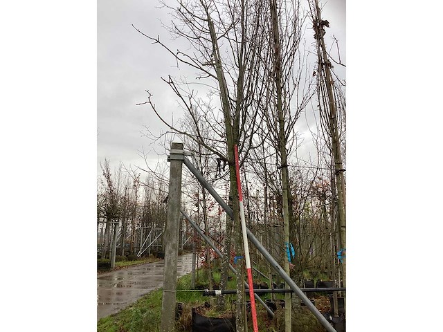 Witte paardenkastanje - vruchten/fruitbomen (3x) - afbeelding 3 van  3