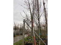 Witte paardenkastanje - vruchten/fruitbomen (3x) - afbeelding 3 van  3