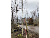 Witte treurberk - vormboom - afbeelding 2 van  2