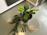 Woonaccessoires - afbeelding 5 van  5