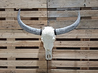 Xxl hand gegraveerde buffalo schedel, 2024