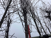 Yoshino kers - sierbomen - afbeelding 1 van  3