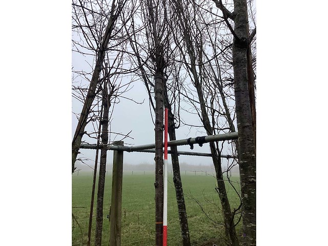 Yoshino kers - sierbomen - afbeelding 2 van  3