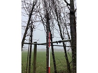 Yoshino kers - sierbomen - afbeelding 2 van  3