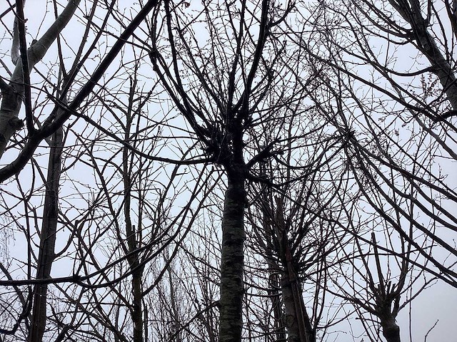 Yoshino kers - sierboom - afbeelding 1 van  3