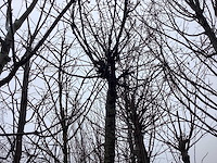 Yoshino kers - sierboom - afbeelding 1 van  3