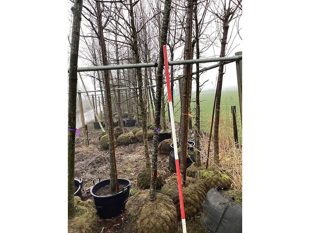 Yoshino kers - sierboom - afbeelding 2 van  3