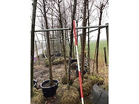 Yoshino kers - sierboom - afbeelding 2 van  3