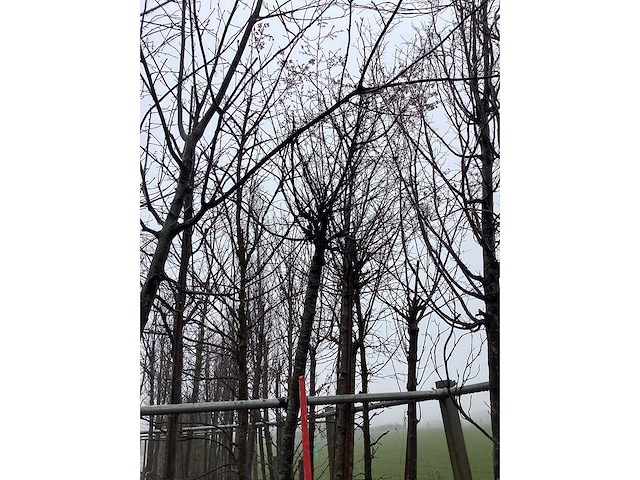 Yoshino kers - sierboom - afbeelding 3 van  3