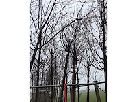 Yoshino kers - sierboom - afbeelding 3 van  3