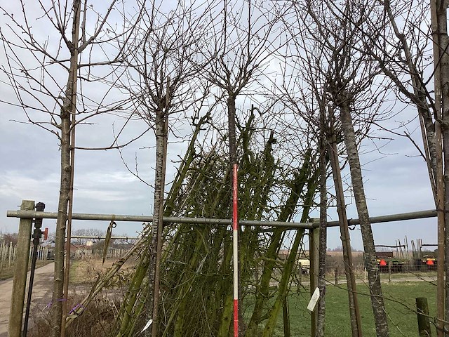 Yoshino kers - sierboom - afbeelding 1 van  3