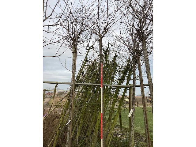 Yoshino kers - sierboom - afbeelding 2 van  3