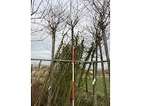 Yoshino kers - sierboom - afbeelding 2 van  3