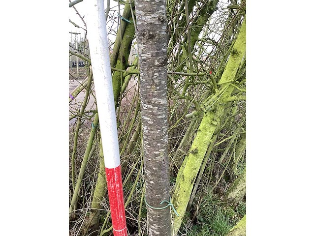 Yoshino kers - sierboom - afbeelding 3 van  3