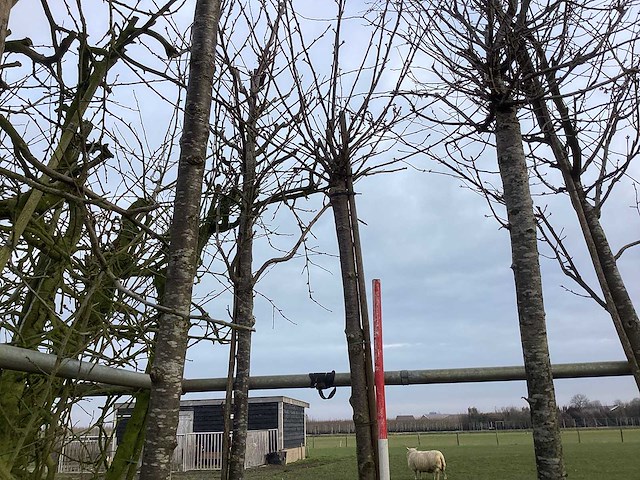 Yoshino kers - sierboom - afbeelding 1 van  2