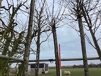 Yoshino kers - sierboom