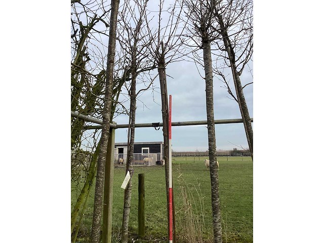 Yoshino kers - sierboom - afbeelding 2 van  2