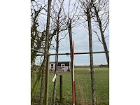 Yoshino kers - sierboom - afbeelding 2 van  2