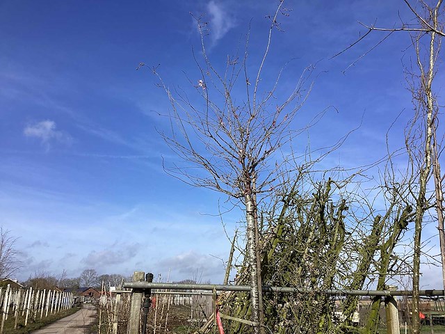 Yoshino kers - sierboom - afbeelding 1 van  2