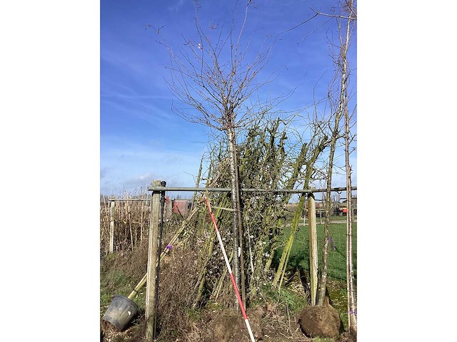 Yoshino kers - sierboom - afbeelding 2 van  2