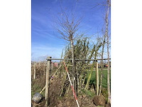 Yoshino kers - sierboom - afbeelding 2 van  2