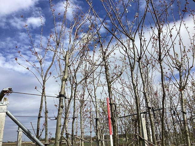 Yoshino kers - sierboom - afbeelding 1 van  2