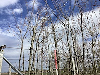 Yoshino kers - sierboom - afbeelding 1 van  2