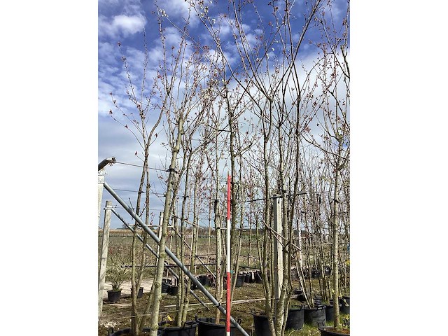 Yoshino kers - sierboom - afbeelding 2 van  2