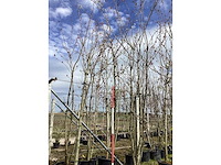 Yoshino kers - sierboom - afbeelding 2 van  2