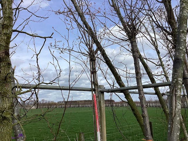 Yoshino kers - vormboom (2x) - afbeelding 1 van  2