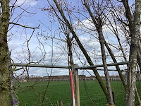 Yoshino kers - vormboom (2x) - afbeelding 1 van  2