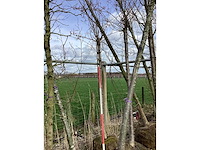 Yoshino kers - vormboom (2x) - afbeelding 2 van  2