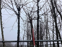 Yoshino kers - vormboom - afbeelding 3 van  3