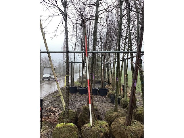 Yoshino kers - vormboom - afbeelding 1 van  3