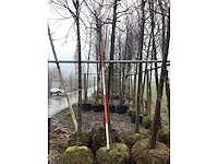 Yoshino kers - vormboom - afbeelding 1 van  3