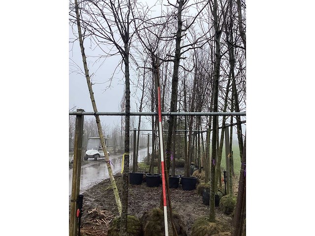 Yoshino kers - vormboom - afbeelding 2 van  3