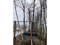 Yoshino kers - vormboom - afbeelding 2 van  3