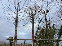 Yoshino kers - vormboom