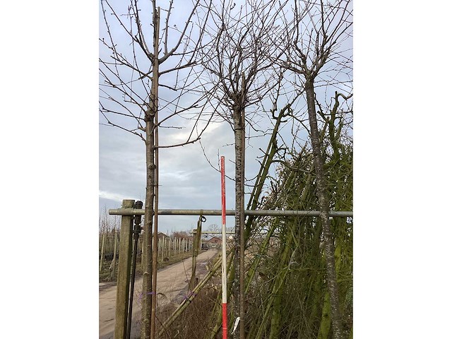 Yoshino kers - vormboom - afbeelding 2 van  3