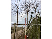 Yoshino kers - vormboom - afbeelding 2 van  3