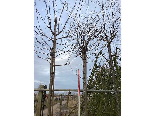 Yoshino kers - vormboom - afbeelding 3 van  3